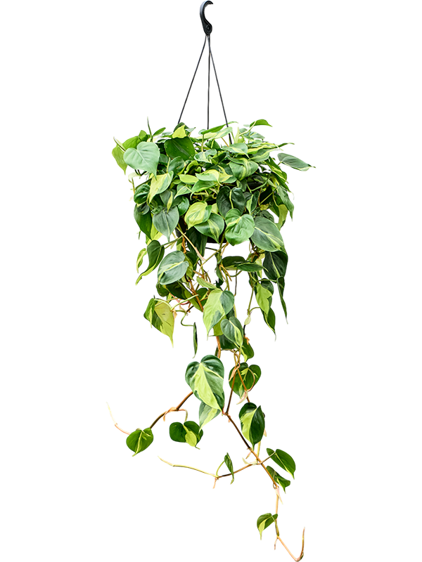 Planta naturala de interior Hanger D45xH100cm Philodendron scandens 'Brasil' PS28/17cm in pamant