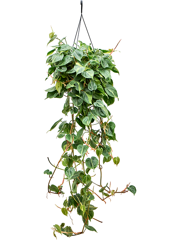 Planta naturala de interior Hanger D45xH120cm Philodendron scandens 'Brasil' PS28/17cm in pamant