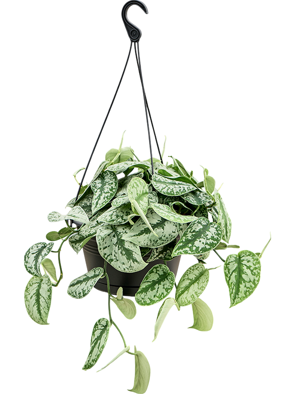 Planta naturala de interior Hanger D45xH40cm Scindapsus pictus 'Trebie' PS28/17cm in pamant