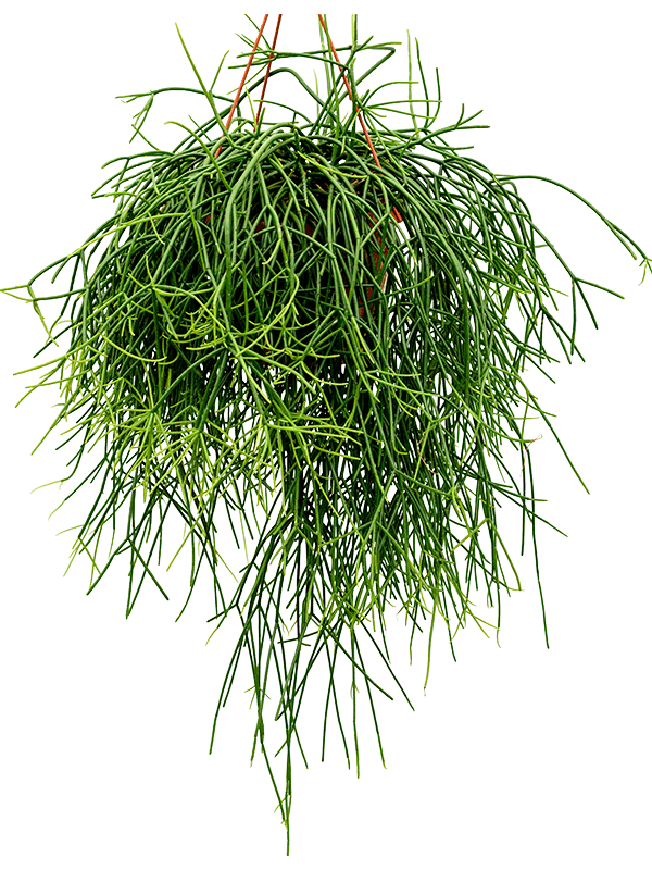 Planta naturala de interior Hanger D45xH50cm Rhipsalis pulchra PS21/15cm in pamant