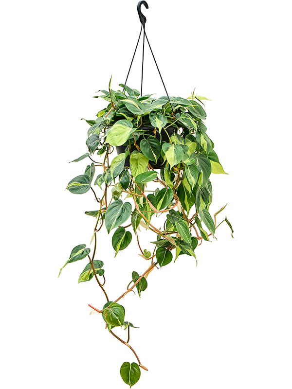 Planta naturala de interior Hanger D45xH120cm Philodendron scandens 'Brasil' PS28/17cm in pamant