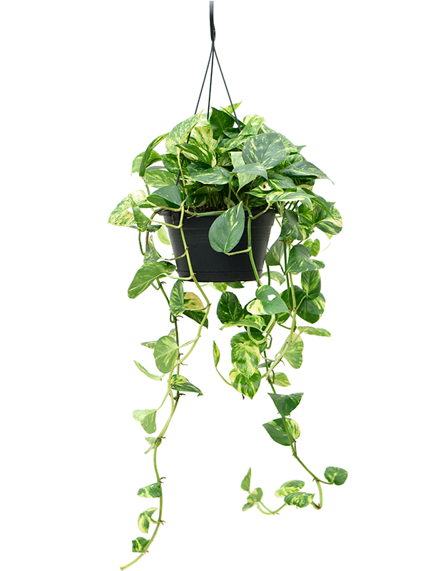 Planta naturala de interior Hanger D50xH100cm Scindapsus (Epipremnum) 'Aureum' PS28/17cm in pamant