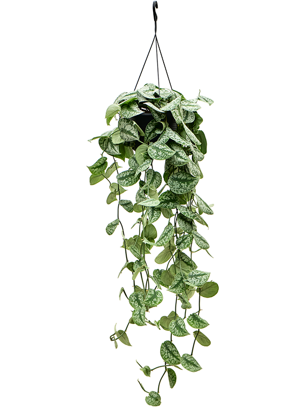 Planta naturala de interior Hanger D50xH120cm Scindapsus pictus 'Trebie' PS28/17cm in pamant