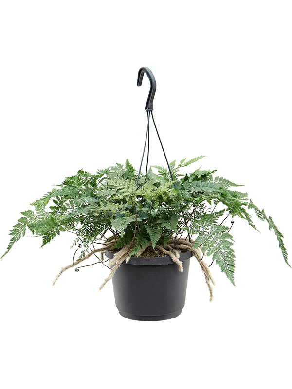 Planta naturala de interior Hanger D50xH35cm Humata tyermannii PS17/13cm in pamant