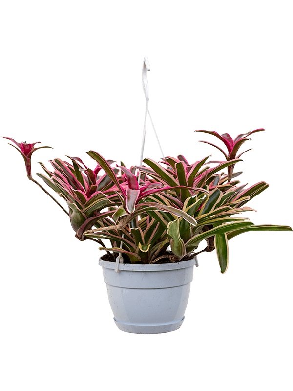 Planta naturala de interior Hanger D50xH50cm Neoregelia 'Donger' PS21/19cm in pamant