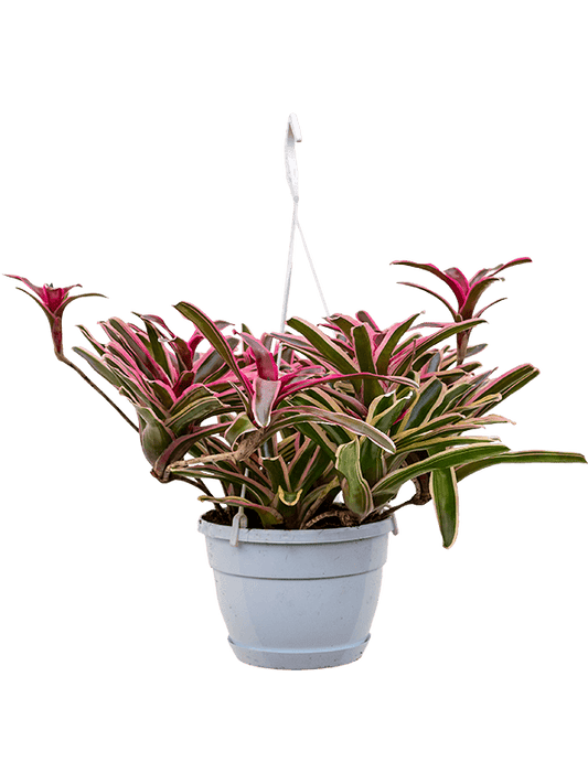 Planta naturala de interior Hanger D50xH50cm Neoregelia 'Donger' PS21/19cm in pamant