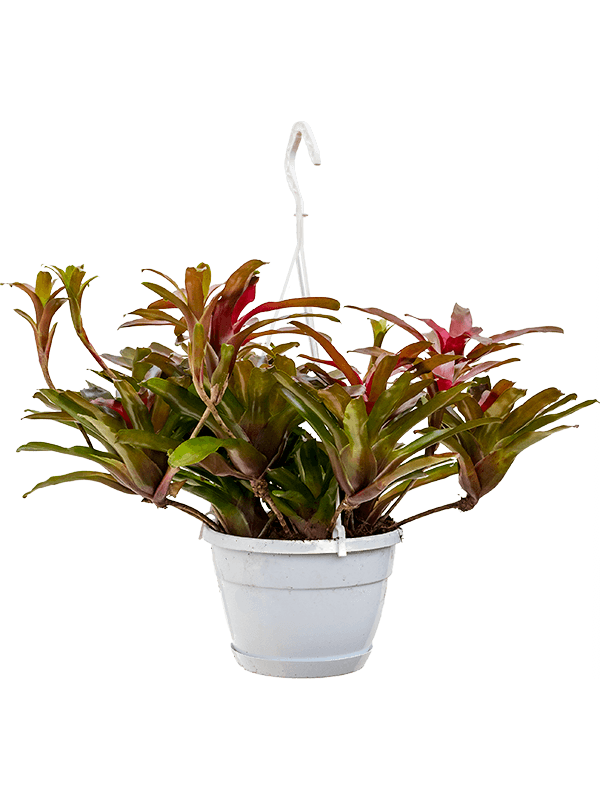 Planta naturala de interior Hanger D50xH50cm Neoregelia (Nidularium) 'Fireball' PS21/19cm in pamant