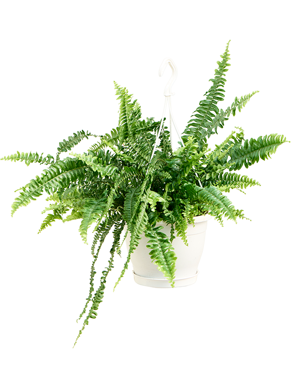 Planta naturala de interior Hanger D50xH50cm Nephrolepis exaltata 'Green Lady' PS20/17cm in pamant