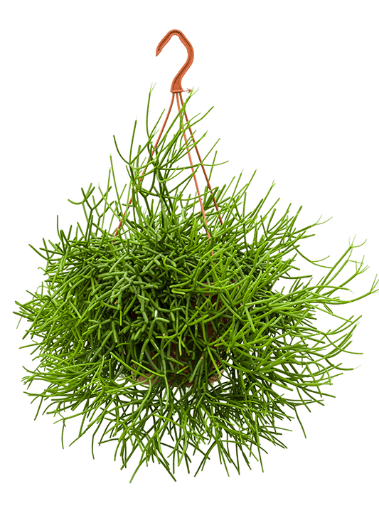 Planta naturala de interior Hanger D50xH55cm Rhipsalis heteroclada PS21/15cm in pamant