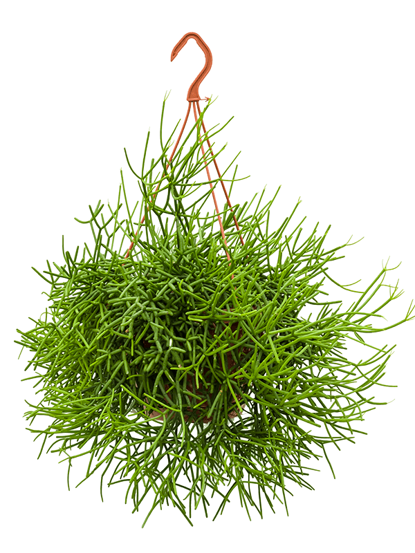 Planta naturala de interior Hanger D50xH55cm Rhipsalis heteroclada PS21/15cm in pamant