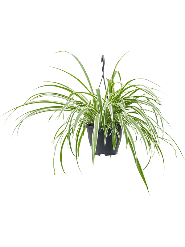 Planta naturala de interior Hanger D50xH60cm Chlorophytum comosum 'Vittatum' PS19/15cm in pamant