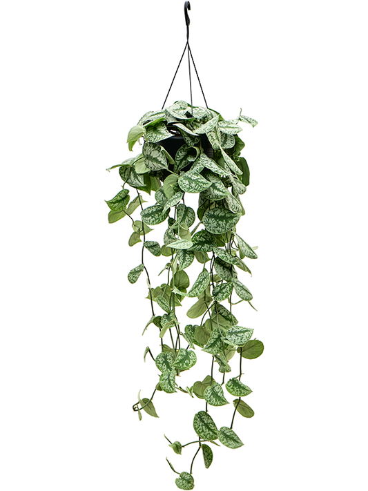 Planta naturala de interior Hanger D50xH60cm Scindapsus pictus 'Trebie' PS28/17cm in pamant