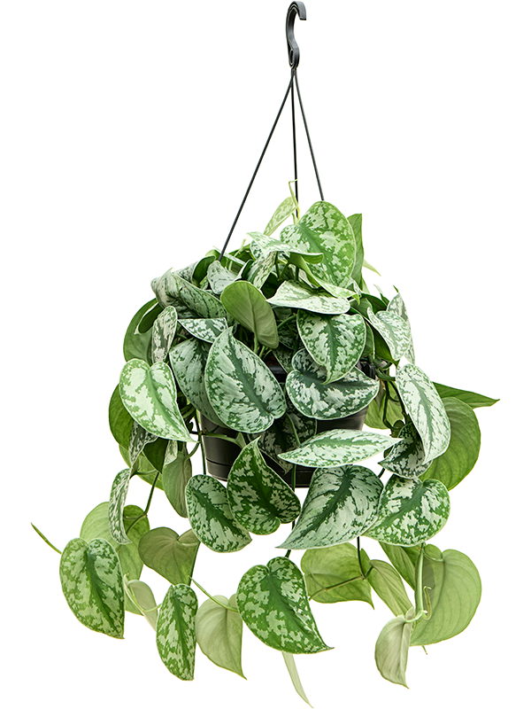 Planta naturala de interior Hanger D50xH60cm Scindapsus pictus 'Trebie' PS28/17cm in pamant