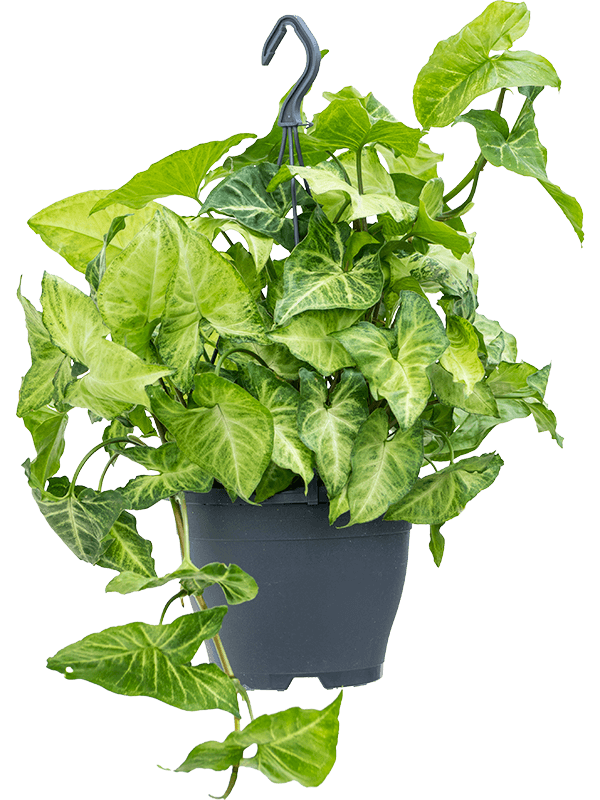 Planta naturala de interior Hanger D50xH60cm Syngonium 'White Butterfly' PS19/15cm in pamant