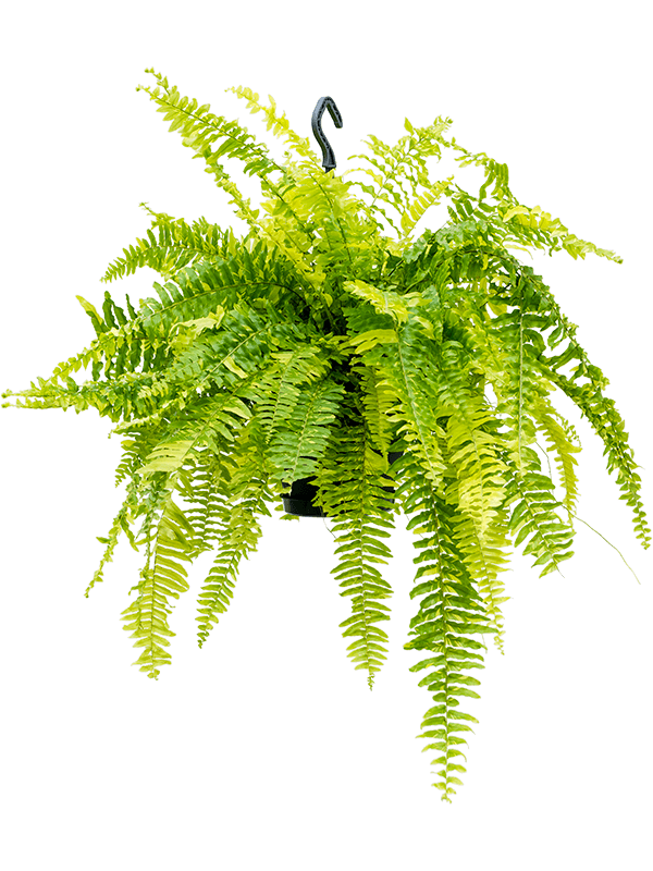 Planta naturala de interior Hanger D60xH50cm Nephrolepis exaltata 'Tiger Fern' PS20/16cm in pamant