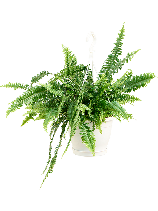 Planta naturala de interior Hanger D60xH60cm Nephrolepis exaltata 'Green Lady' PS20/17cm in pamant