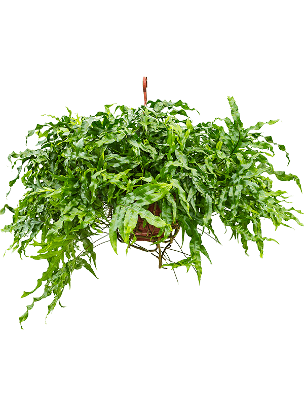 Planta naturala de interior Hanger D80xH50cm Microsorum diversifolium PS25/17cm in pamant