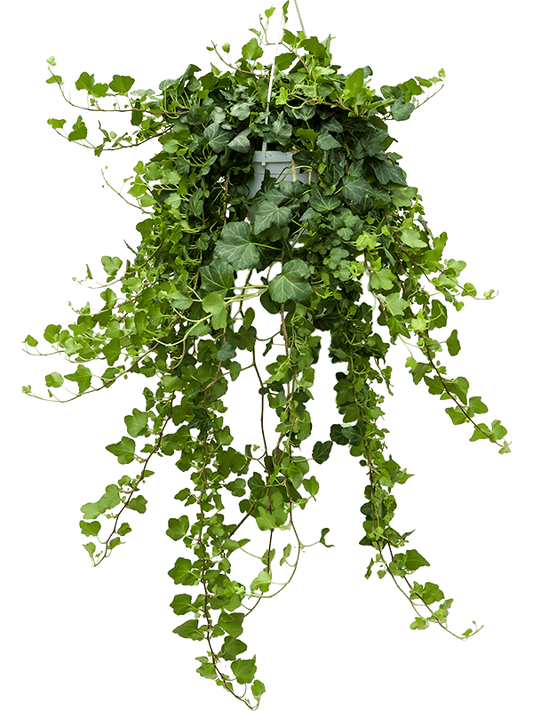 Planta naturala de interior Hanger green D25xH70cm Hedera helix 'Wonder' PS17/12cm in pamant