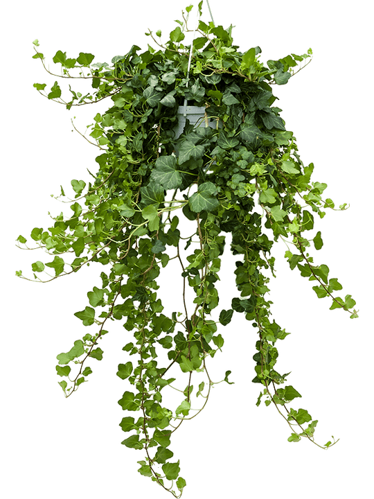 Planta naturala de interior Hanger green D25xH70cm Hedera helix 'Wonder' PS17/12cm in pamant