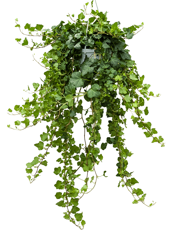 Planta naturala de interior Hanger green D25xH70cm Hedera helix &