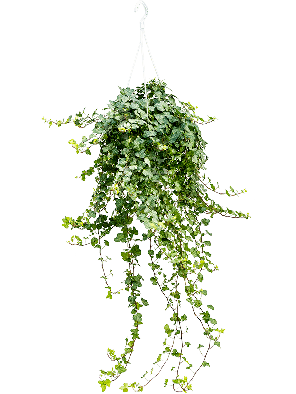 Planta naturala de interior Hanger green D35xH90cm Hedera helix 'Wonder' PS24/17cm in pamant