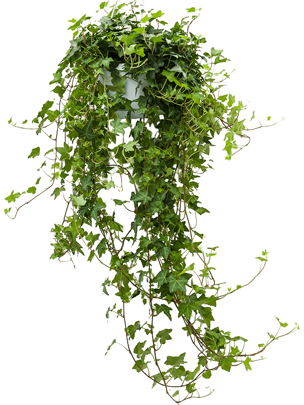 Planta naturala de interior Hanger groen D25xH100cm Hedera helix 'Pittsburgh' PS17/12cm in pamant