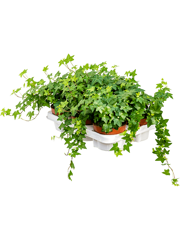 Planta naturala de interior Hanger groen D25xH20cm Hedera helix 'Pittsburgh' PS13/10cm in pamant