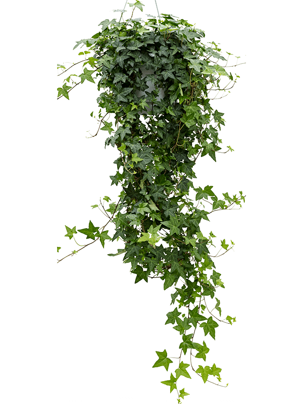 Planta naturala de interior Hanger groen D40xH100cm Hedera helix 'Pittsburgh' PS24/17cm in pamant