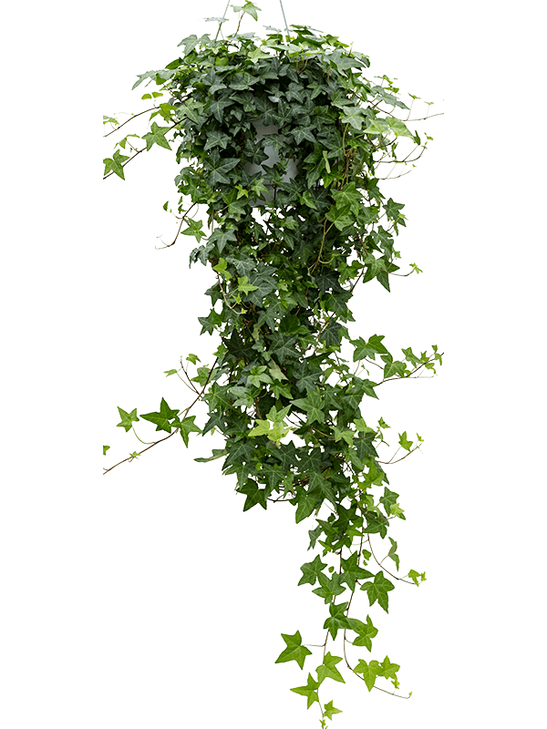 Planta naturala de interior Hanger groen D40xH120cm Hedera helix 'Pittsburgh' PS24/17cm in pamant