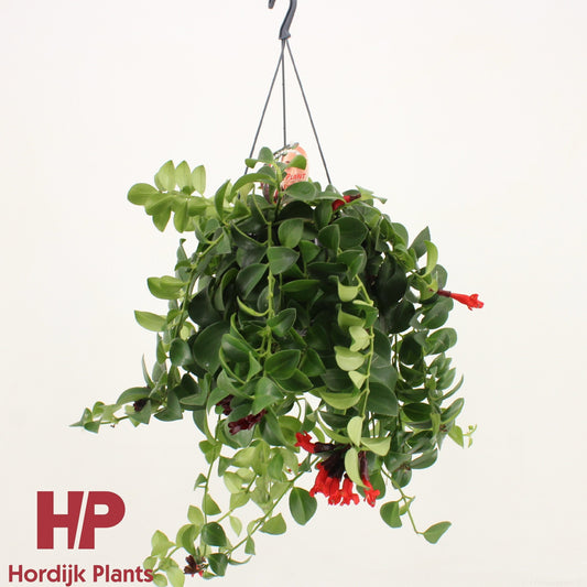 Planta naturala de interior Hanger L40xD30xH25cm Aeschynanthus 'Mona Lisa' PS15/13cm in pamant