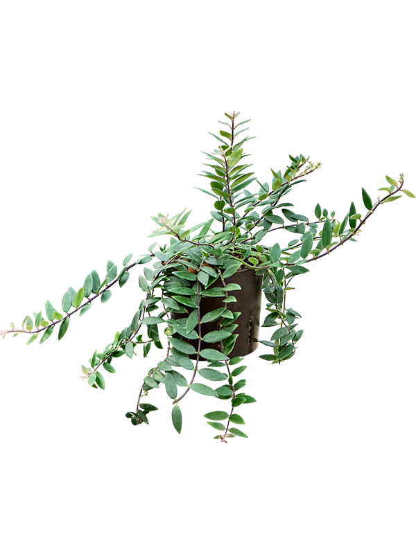 Planta naturala de interior Hanger (small leaves) D20xH35cm Aeschynanthus lobbianus P13/12cm in hidrogranule