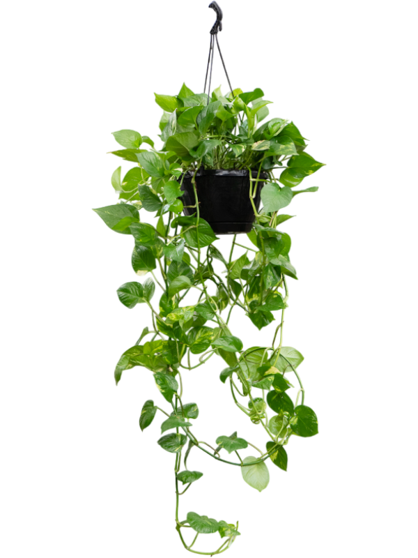 Planta naturala de interior Hanger XL D40xH120cm Scindapsus (Epipremnum) 'Aureum' PS25/20cm in pamant