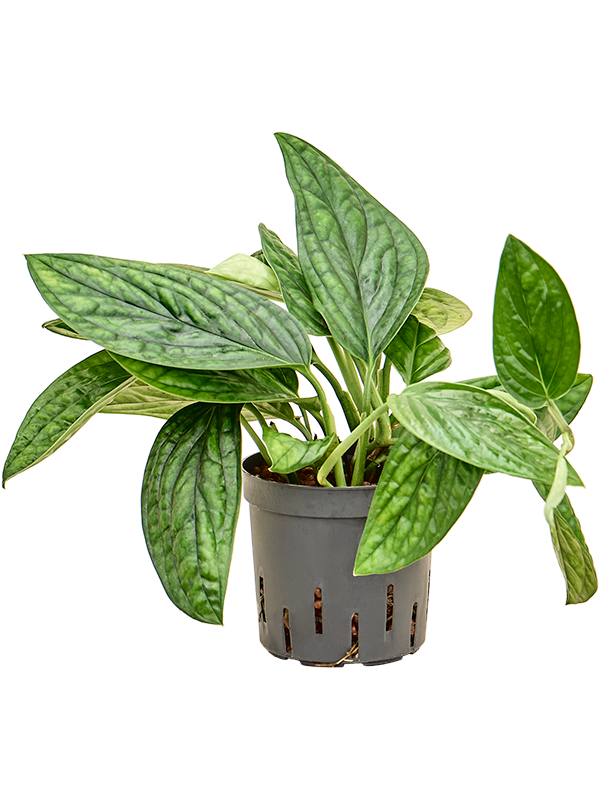 Planta naturala de interior Hanging plant D20xH25cm Monstera karstenianum P13/12cm in hidrogranule