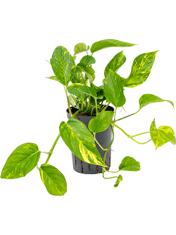 Planta naturala de interior Hanging plant D20xH30cm Scindapsus (Epipremnum) 'Aureum' P15/19cm in hidrogranule