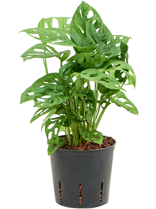Planta naturala de interior Hanging plant D20xH35cm Monstera obliqua P13/12cm in hidrogranule