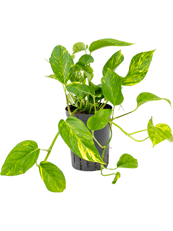 Planta naturala de interior Hanging plant D20xH35cm Scindapsus (Epipremnum) 'Aureum' P15/19cm in hidrogranule