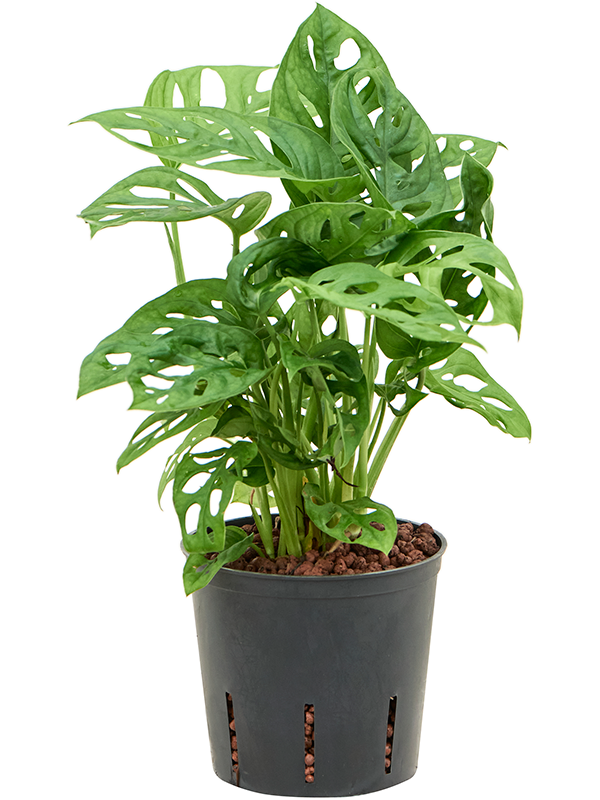 Planta naturala de interior Hanging plant D20xH30cm Monstera obliqua P13/12cm in hidrogranule