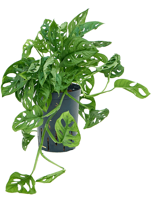 Planta naturala de interior Hanging Plant D25xH40cm Monstera obliqua P15/19cm in hidrogranule