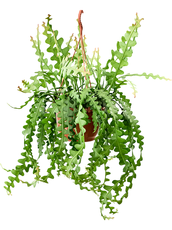 Planta naturala de interior Hanging plant D25xH60cm Epiphyllum anguliger PS20/14cm in pamant