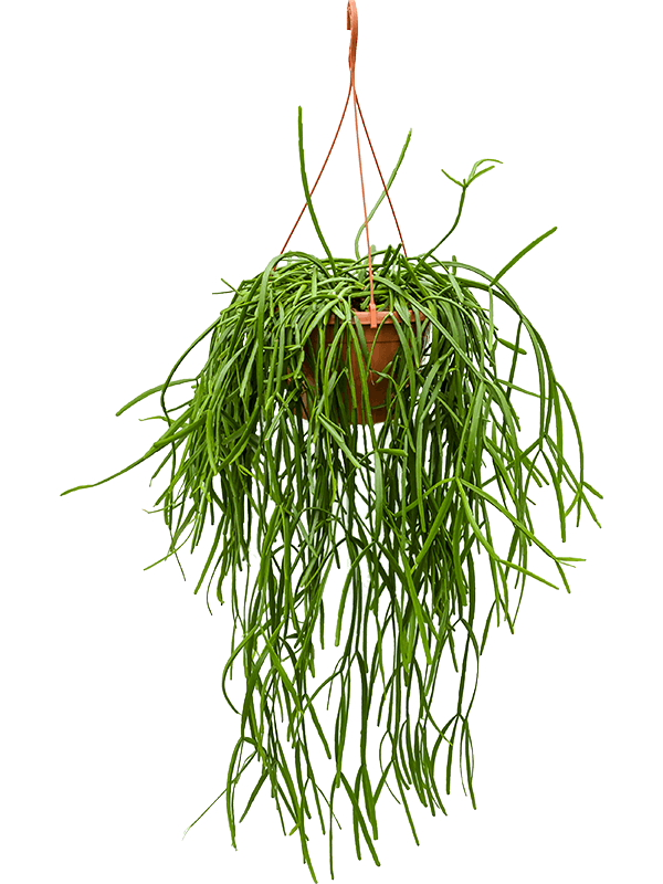 Planta naturala de interior Hanging plant D30xH50cm Rhipsalis trigona PS25/17cm in pamant