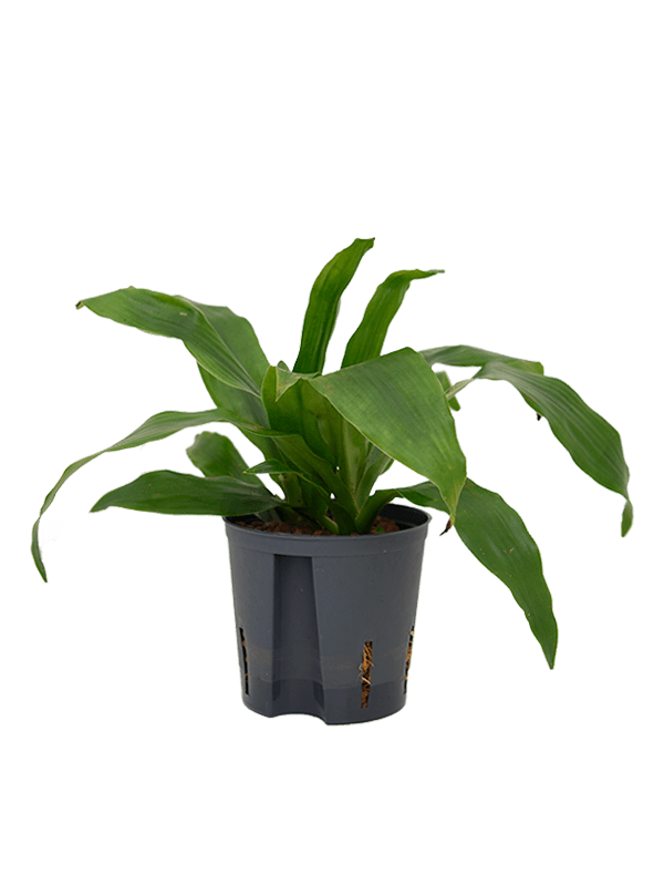 Planta naturala de interior Head 2pp D20xH30cm Dracaena fragrans 'Janet Craig' P13/12cm in hidrogranule
