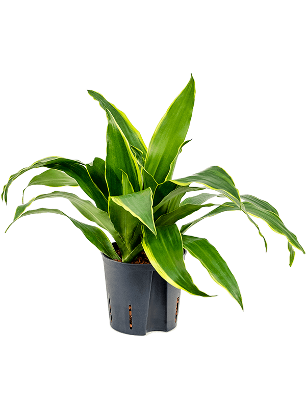 Planta naturala de interior Head 2pp D20xH35cm Dracaena fragrans 'Arturo' P13/12cm in hidrogranule