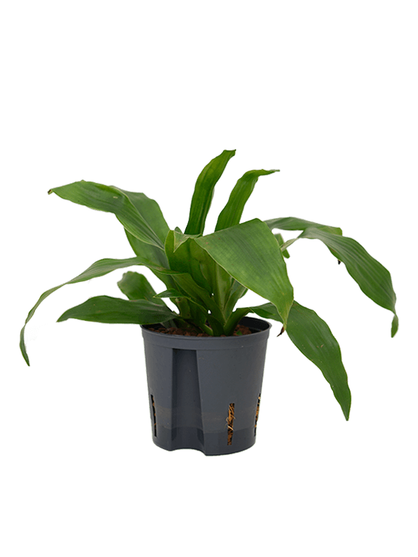 Planta naturala de interior Head 2pp D20xH40cm Dracaena fragrans 'Janet Craig' P13/12cm in hidrogranule