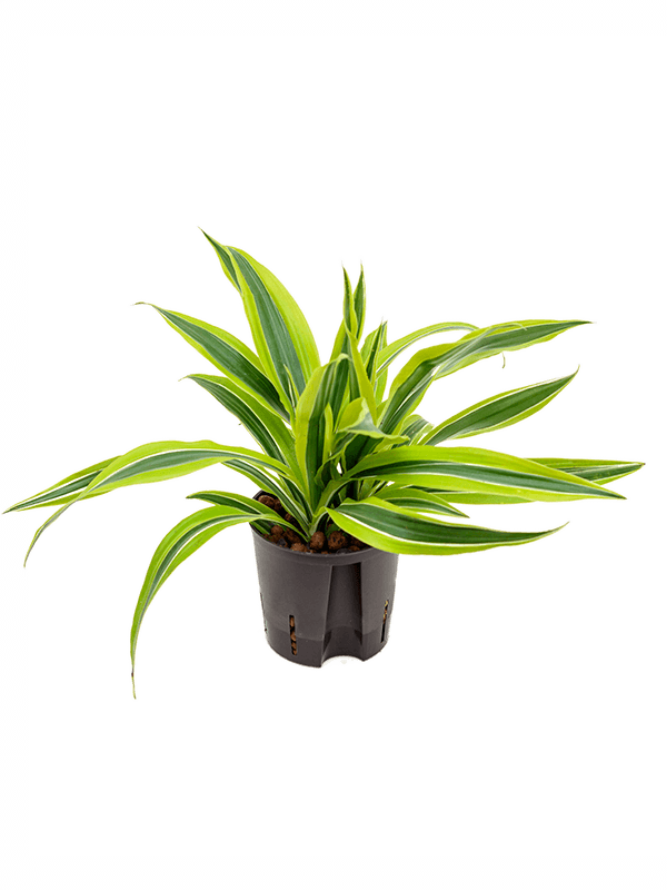 Planta naturala de interior Head 2pp D25xH30cm Dracaena fragrans 'Lemon Lime' P13/12cm in hidrogranule