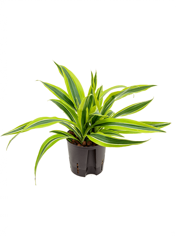 Planta naturala de interior Head 2pp D25xH35cm Dracaena fragrans 'Lemon Lime' P13/12cm in hidrogranule