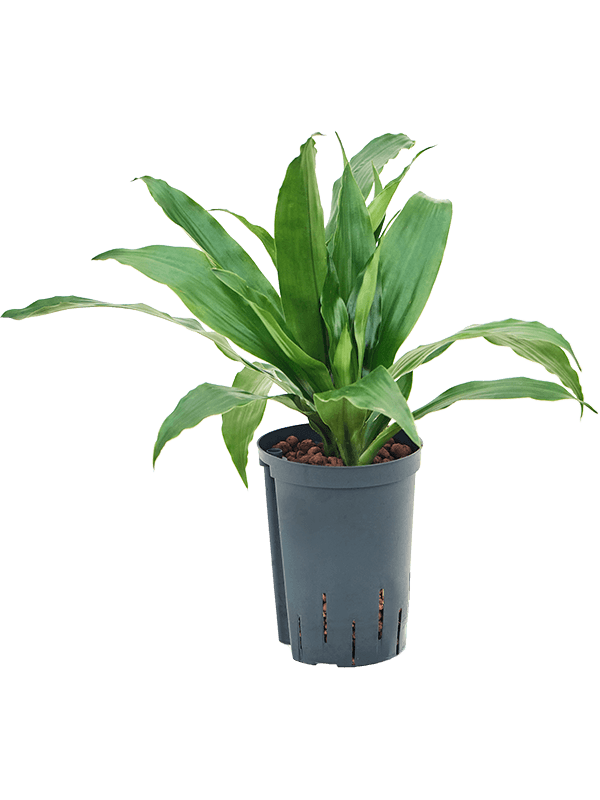 Planta naturala de interior Head 2pp D25xH40cm Dracaena fragrans 'Janet Craig' P15/19cm in hidrogranule