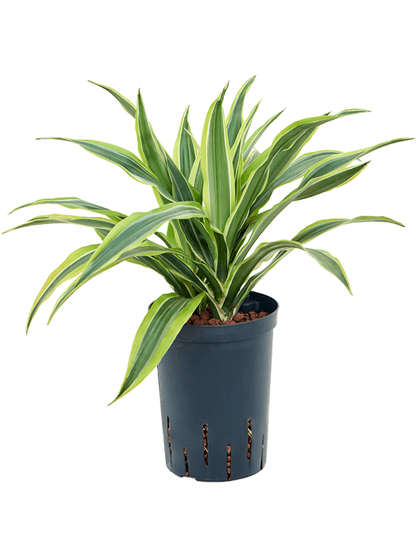 Planta naturala de interior Head 2pp D25xH40cm Dracaena fragrans 'Lemon Lime' P15/19cm in hidrogranule