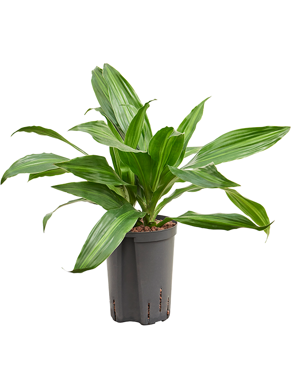Planta naturala de interior Head 2pp D25xH40cm Dracaena fragrans 'Rainbow' P15/19cm in hidrogranule