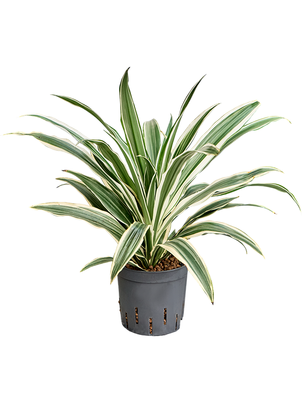 Planta naturala de interior Head 2pp D25xH40cm Dracaena fragrans 'White Stripe' P13/12cm in hidrogranule