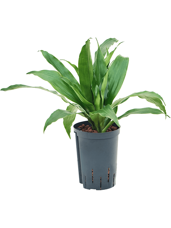 Planta naturala de interior Head 2pp D25xH45cm Dracaena fragrans 'Janet Craig' P15/19cm in hidrogranule